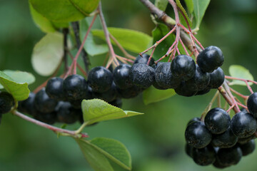 The fruits of the chokeberry in September on a blurred green background. Arónia melanocárpa