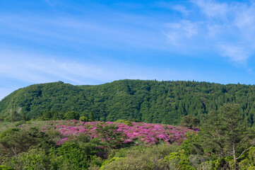 万年山登山・ミヤマキリシマ群生地