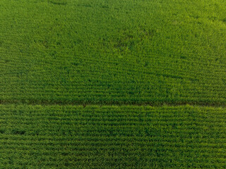 Aerial view of green rice field