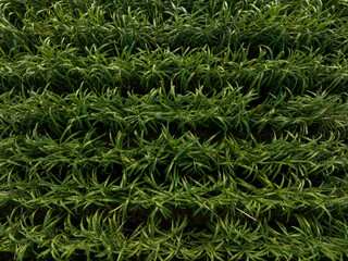 Aerial view of sugarcane plants growing at field