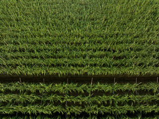 Aerial view of sugarcane plants growing at field