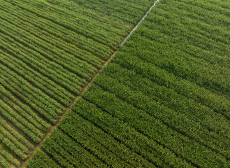 Aerial view of sugarcane plants growing at field