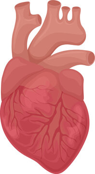 The Human Heart. The anatomy of the human heart. The internal organ of a person. Vector illustration isolated on a white background