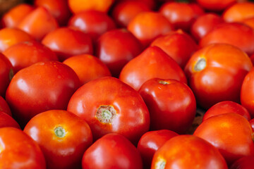 Organic food, harvest. Ripe red tomatoes lie on table