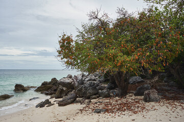 Autumn picture with mood weather and tree on the sandy sea coast