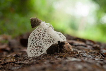 bridal veil stinkhorn (Phallus indusiatus)