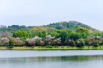 Hirosawa pond in spring, Sagano area (Arashiyama), Kyoto, Japan.