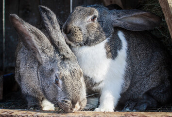 
Cute animals. Fluffy rabbits on the farm