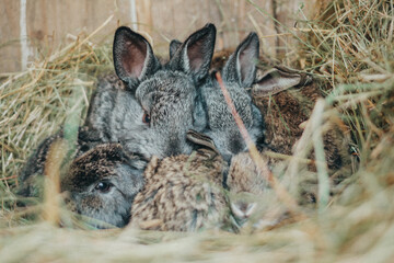 
Cute animals. Fluffy rabbits on the farm