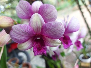 Fototapeta na wymiar Close-up of the beautiful dendrobium larat orchid in the garden. With the Latin name Dendrobium bigibbum or Dendrobium phalaenopsis.