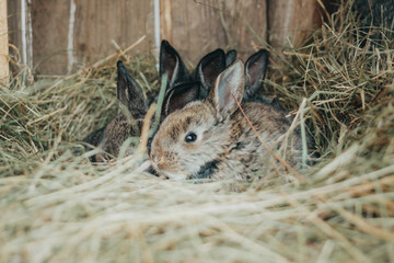 
Cute animals. Fluffy rabbits on the farm