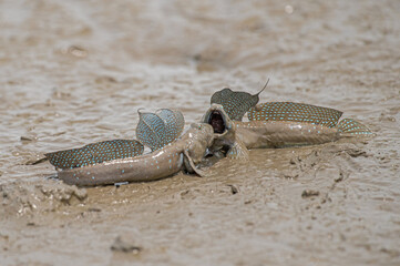 威嚇し合うムツゴロウ