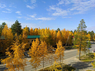 Noyabrsk, Russia - September 17, 2022: Street view with bright autumn yellow trees against the blue sky