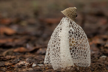 bridal veil stinkhorn (Phallus indusiatus)