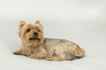 Cute dog photo, yorkshire terrier photo on white blanket. copy space