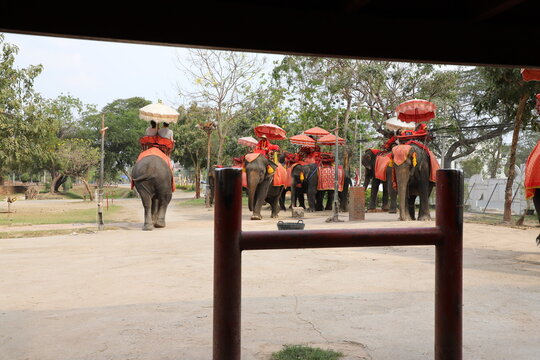 Spot for feeding & taking pictures with elephants, plus rides around Ayutthaya Historical Park.