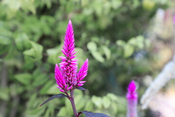 Potted Cockscomb celosia spicata plant isolated on white. The pink flower of celosia spectra is in...