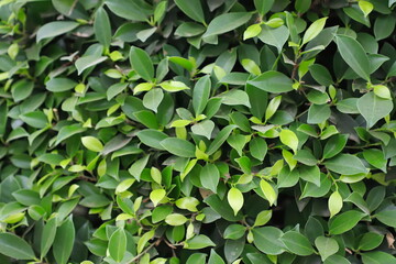 Green leave background. Green leave texture. Evergreen shrub background.
