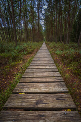 Fototapeta premium Path along the swamp in Lithuania, Varnikai