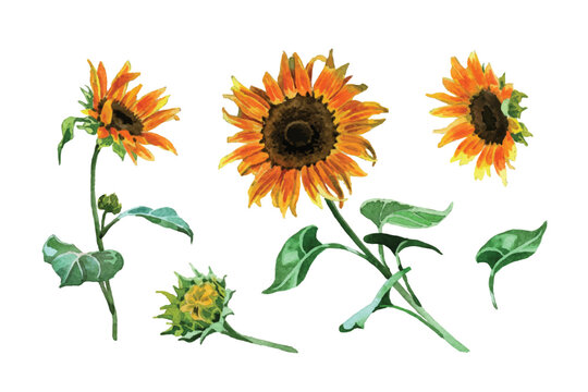 Watercolor sunflowers and leaves collection