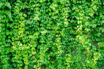 Green ivy leaves over cement wall - obrazy, fototapety, plakaty