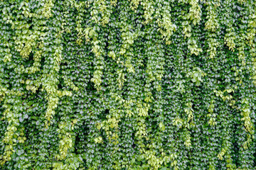 Green ivy leaves over cement wall