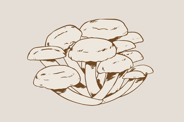 mushrooms illustration with hand-drawn style for your design element