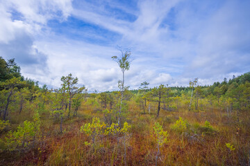 Beautiful landscape in the swamp with young pine trees