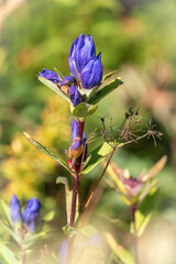 蔵王連峰　一輪のエゾオヤマリンドウ
