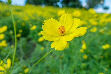 キバナコスモス、レモンブライト