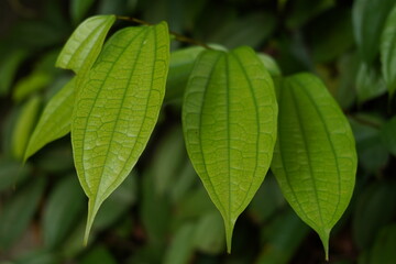 Betel leaves growing in the garden