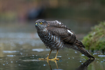 Sparrow hawk on slippery ice
