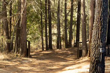 Morning in the Forest from Michoacan
