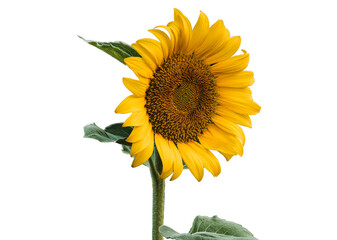  Common sunflower with transparent backgrounds