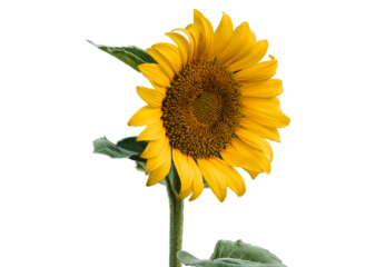  Common sunflower with transparent backgrounds
