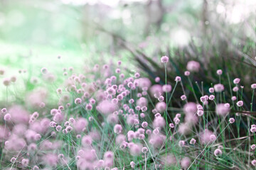 grass flowers in nature with beauty color tone , nature background