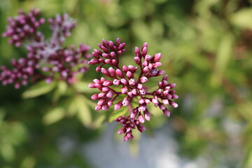 close up of a purple flower