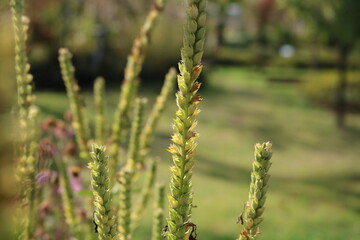 wheat field in the wind