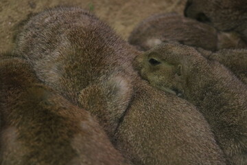 Fototapeta premium Cynomys, prairie dog