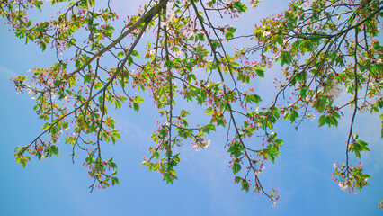 leaves against blue sky