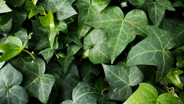 green ivy leaves background