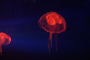 jelly fish in aquarium © kirie.sense