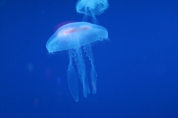jelly fish in the blue water