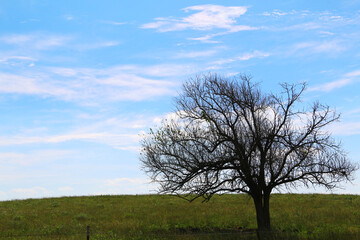 silhouette summer tree farm meadow pasture field rural yard outback nature landscape countryside