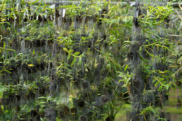 Fototapeta na wymiar Orchid seedlings hanging on a plant nursery in the orchid farm.