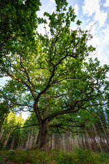 Lush and verdant the oak of Paavola (Paavolan Tammi) - large, old and famous oak tree in Lohja, Finland, on a sunny day in the summer.