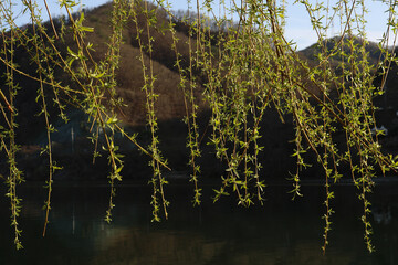 willow branch © kirie.sense