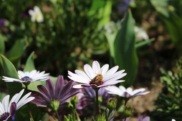 Shrubby daisybush, Light purple flowers in the garden