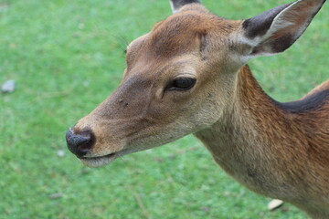 しか　奈良　鹿公園　鹿煎餅　動物　鹿