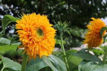 sunflower in the garden